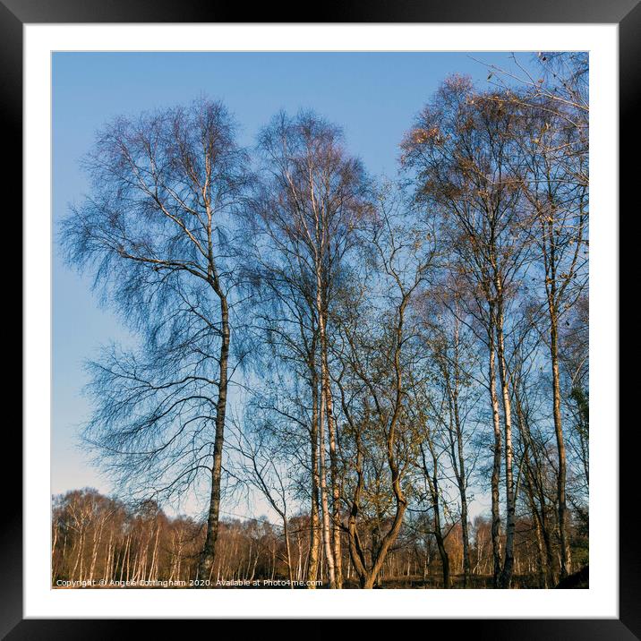 Winter Silver Birch Framed Mounted Print by Angela Cottingham