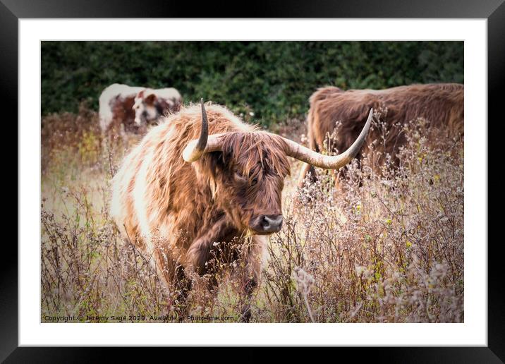 Majestic Highland Cattle Framed Mounted Print by Jeremy Sage