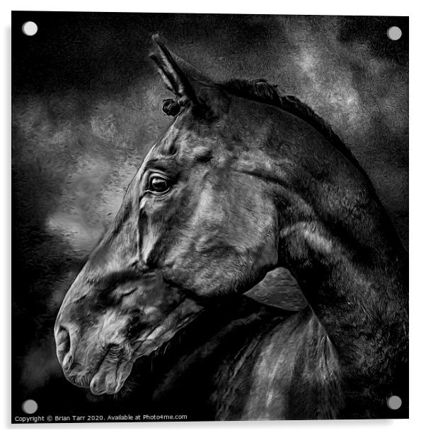 Stallion Acrylic by Brian Tarr