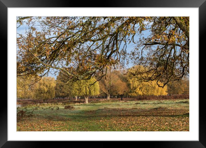 Autumn colours of Bushy Park Framed Mounted Print by Kevin White