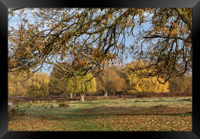 Autumn colours of Bushy Park Framed Print by Kevin White