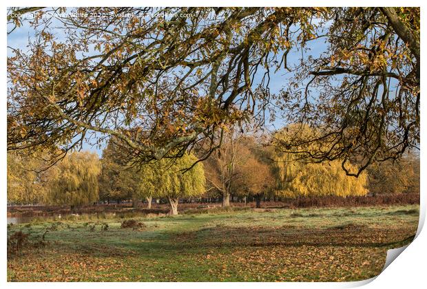 Autumn colours of Bushy Park Print by Kevin White