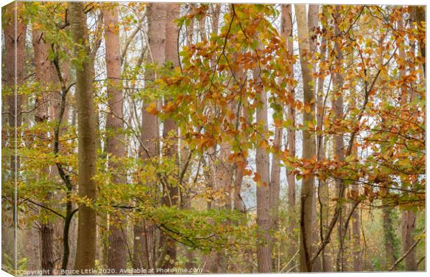 Autumnal Tree Screen Canvas Print by Bruce Little