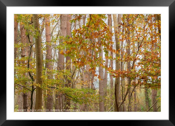 Autumnal Tree Screen Framed Mounted Print by Bruce Little