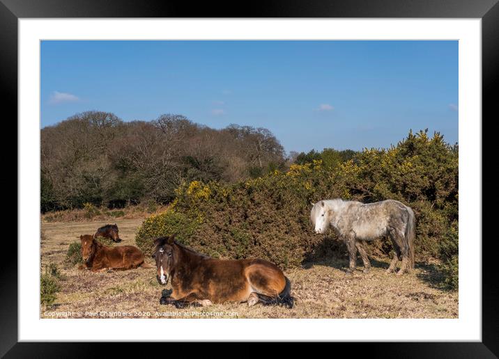 New Forest Ponies Framed Mounted Print by Paul Chambers