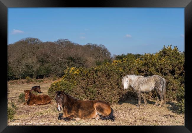 New Forest Ponies Framed Print by Paul Chambers