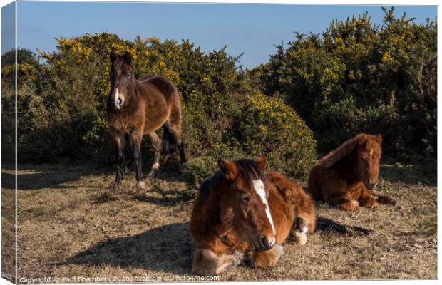 New Forest Ponies Canvas Print by Paul Chambers