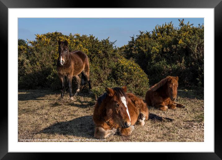 New Forest Ponies Framed Mounted Print by Paul Chambers