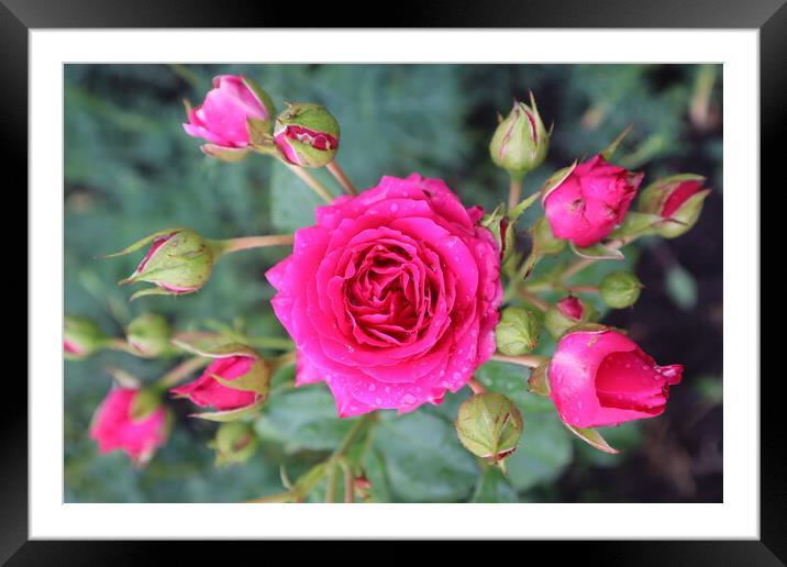 Beautiful pink rose flower with buds on a background of green leaves Framed Mounted Print by Karina Osipova