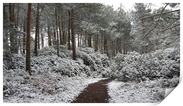 A snow covered forest Print by Heidi de Wavrin
