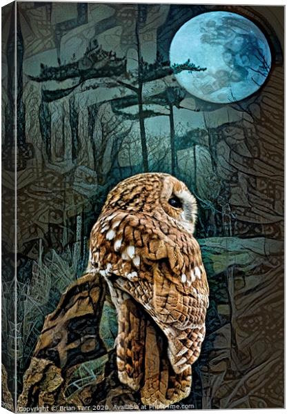 Tawny owl moon Canvas Print by Brian Tarr