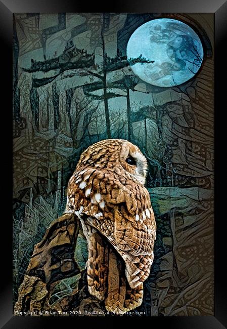 Tawny owl moon Framed Print by Brian Tarr