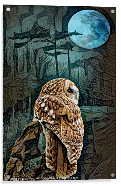 Tawny owl moon Acrylic by Brian Tarr