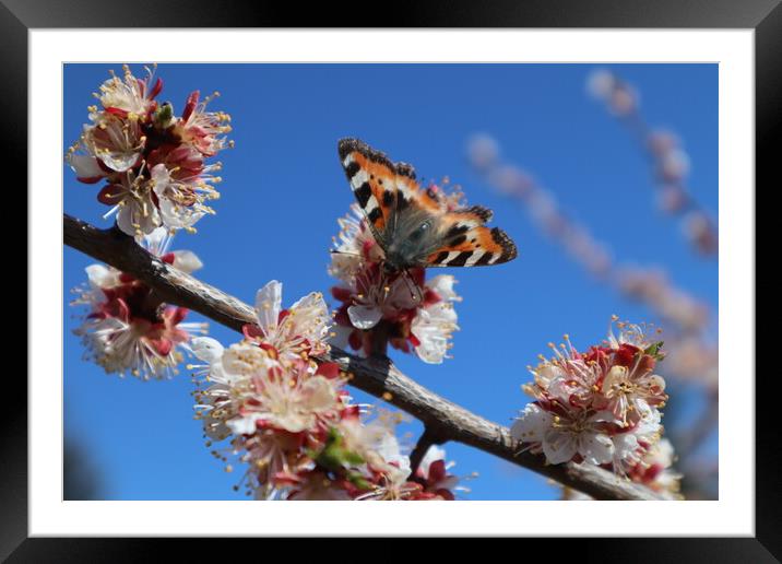 Butterfly on an apricot flower Framed Mounted Print by Karina Osipova