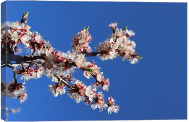 White and pink apricot flowers on a branch and bright blue sky. Plant flower Canvas Print by Karina Osipova