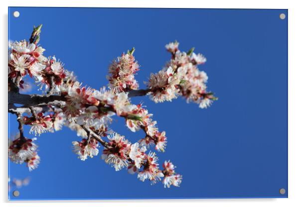 White and pink apricot flowers on a branch and bright blue sky. Plant flower Acrylic by Karina Osipova