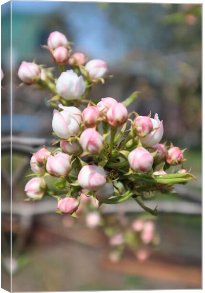 White and pink Apple blossom buds on a branch in spring Canvas Print by Karina Osipova
