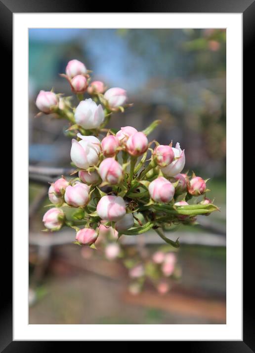White and pink Apple blossom buds on a branch in spring Framed Mounted Print by Karina Osipova