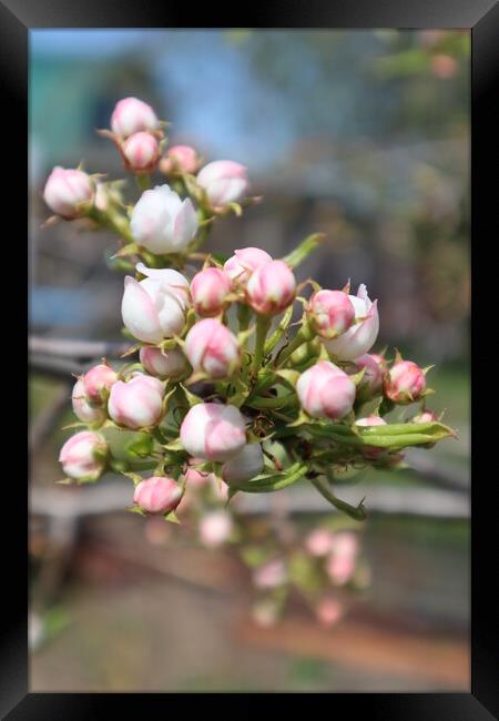 White and pink Apple blossom buds on a branch in spring Framed Print by Karina Osipova