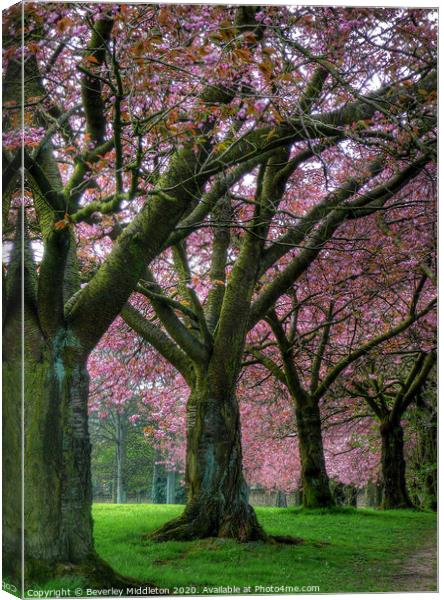 Blossom trees on Harrogate stray Canvas Print by Beverley Middleton
