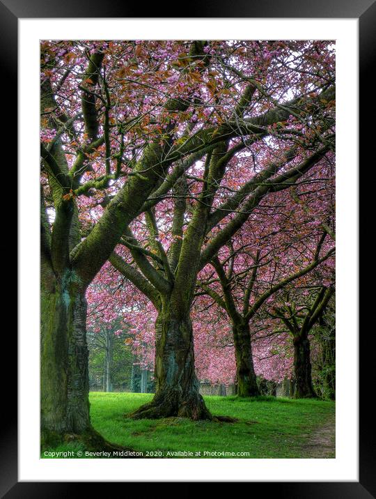 Blossom trees on Harrogate stray Framed Mounted Print by Beverley Middleton