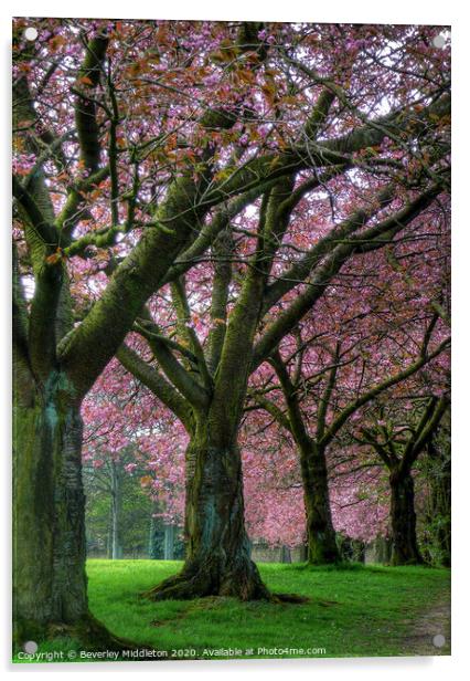 Blossom trees on Harrogate stray Acrylic by Beverley Middleton