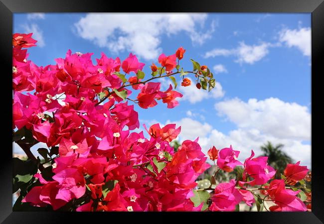 Bright pink flowers on blue sky background in the Dominican Republic Framed Print by Karina Osipova