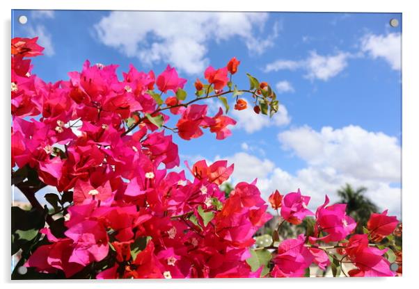 Bright pink flowers on blue sky background in the Dominican Republic Acrylic by Karina Osipova
