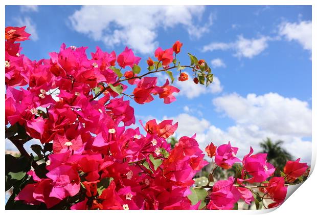 Bright pink flowers on blue sky background in the Dominican Republic Print by Karina Osipova