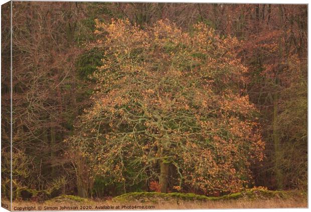 Oak tree Snowshill woods Cotswolds Gloucestershire  Canvas Print by Simon Johnson