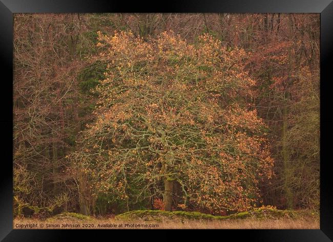 Oak tree Snowshill woods Cotswolds Gloucestershire  Framed Print by Simon Johnson