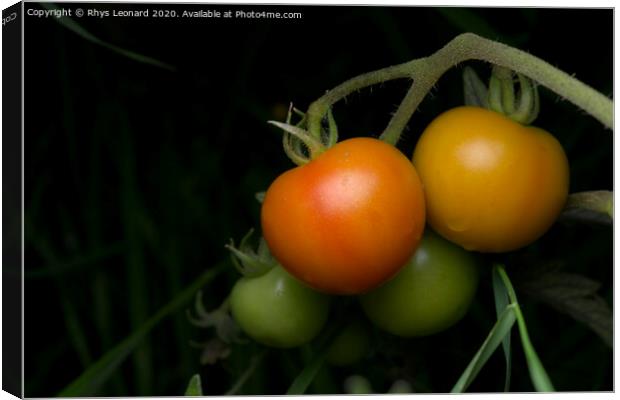 Living bunch of 4 tomatoes, strobe lit on a dark background. Canvas Print by Rhys Leonard