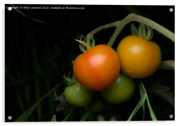 Living bunch of 4 tomatoes, strobe lit on a dark background. Acrylic by Rhys Leonard