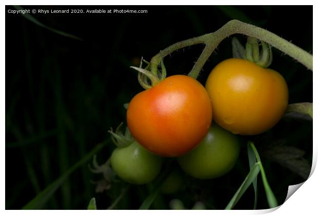 Living bunch of 4 tomatoes, strobe lit on a dark background. Print by Rhys Leonard