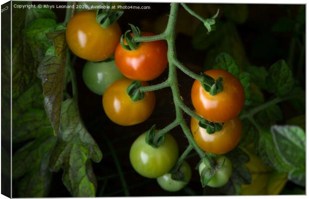 Selected variation of freshly grown cherry plum tomatoes. Natural Canvas Print by Rhys Leonard