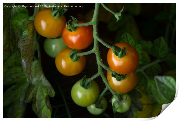 Selected variation of freshly grown cherry plum tomatoes. Natural Print by Rhys Leonard