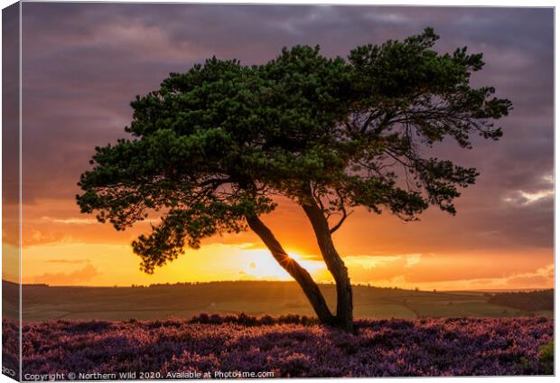 Lone Tree North York Moors Canvas Print by Northern Wild