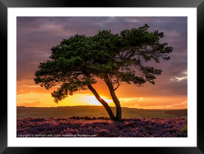 Lone Tree North York Moors Framed Mounted Print by Northern Wild