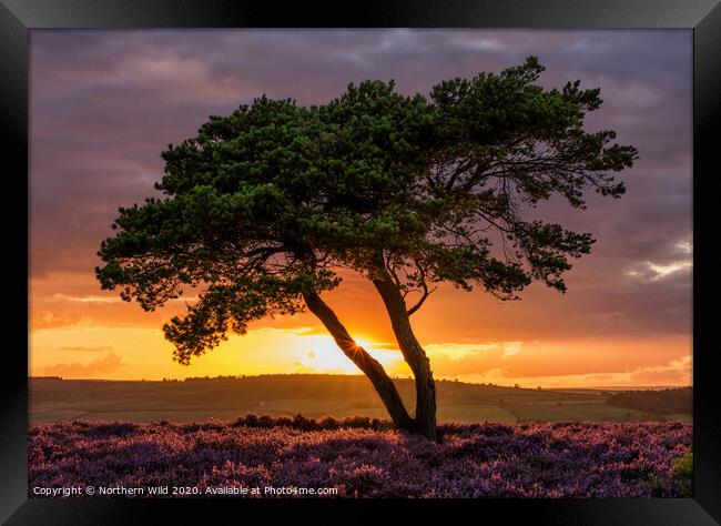 Lone Tree North York Moors Framed Print by Northern Wild