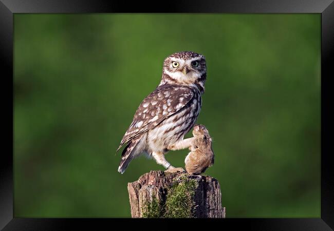 Little Owl with Prey Framed Print by Arterra 