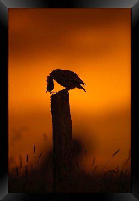 Little Owl at Sunset Framed Print by Arterra 
