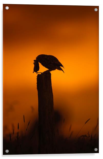 Little Owl at Sunset Acrylic by Arterra 