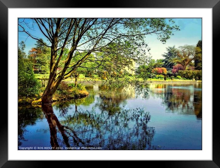 Thorp Perrow Lake reflections Framed Mounted Print by ROS RIDLEY
