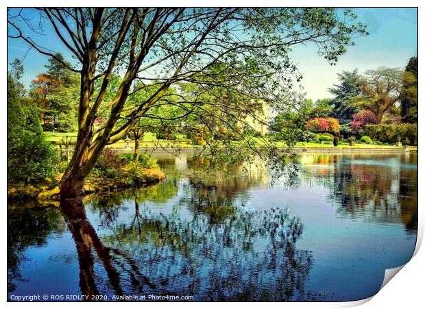 Thorp Perrow Lake reflections Print by ROS RIDLEY