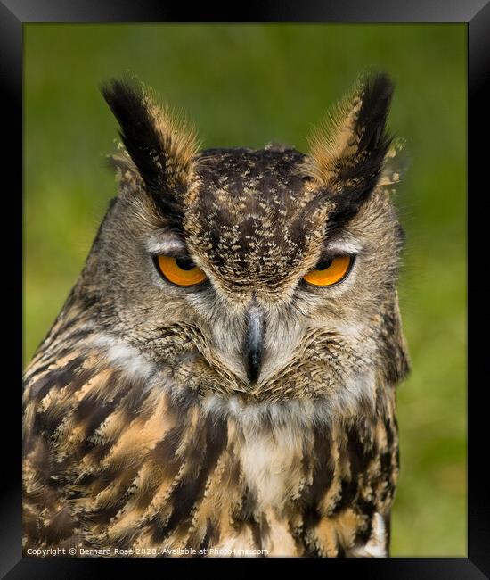 Eagle Owl Framed Print by Bernard Rose Photography