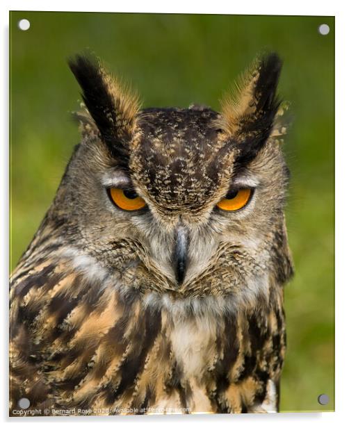 Eagle Owl Acrylic by Bernard Rose Photography