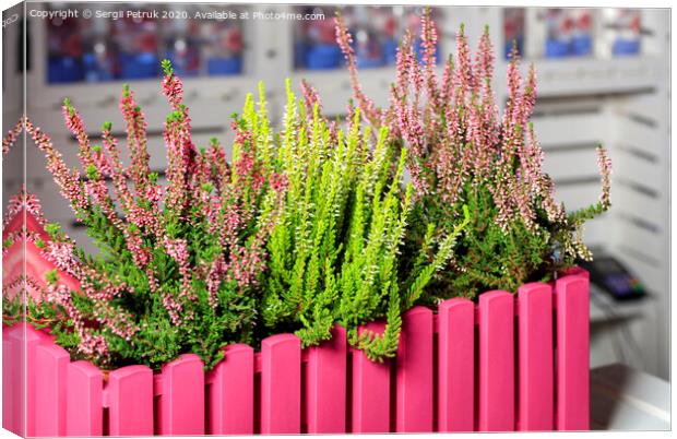 Pink and white heather flowers in a decorative pink flowerpot. Canvas Print by Sergii Petruk