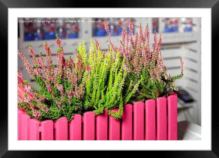 Pink and white heather flowers in a decorative pink flowerpot. Framed Mounted Print by Sergii Petruk
