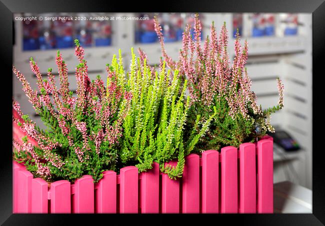 Pink and white heather flowers in a decorative pink flowerpot. Framed Print by Sergii Petruk