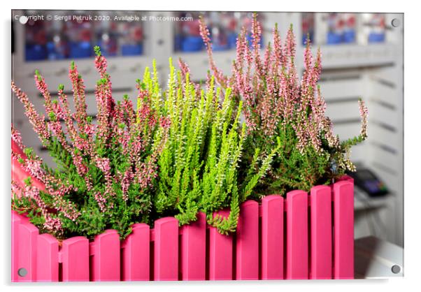 Pink and white heather flowers in a decorative pink flowerpot. Acrylic by Sergii Petruk